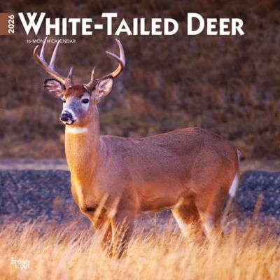Browntrout Publishers 2026 White Tailed Deer Square Flap Calendar