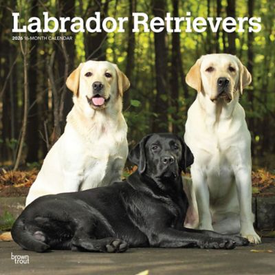 Browntrout Publishers 2026 Labrador Retrievers Square Flap Calendar, 12 in. x 12 in.