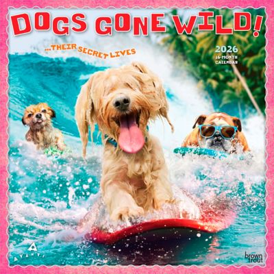 Browntrout Publishers 2026 Avanti Dogs Gone Wild Square Flap Calendar, 12 in. x 12 in.