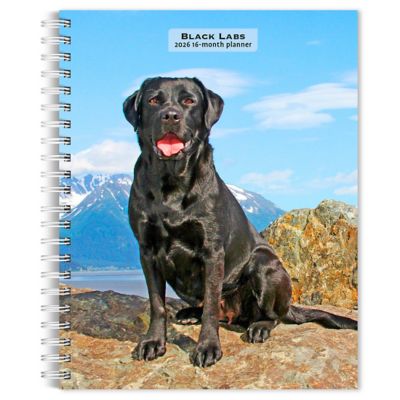 Browntrout Publishers 2026 Labrador Retrievers, Black Engagement Calendar, 6 in. x 7.75 in.
