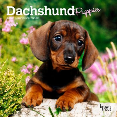 Browntrout Publishers 2026 Dachshund Puppies Mini Calendar, 7 in. x 7 in.