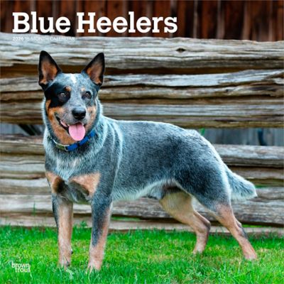 Browntrout Publishers 2026 Blue Heelers Square Flap Calendar, 12 in. x 12 in.