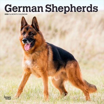 Browntrout Publishers 2026 German Shepherds Square Flap Calendar, 12 in. x 12 in.
