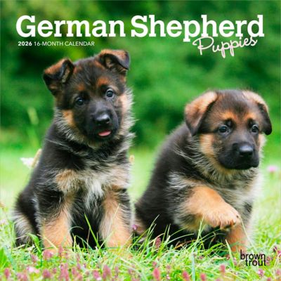 Browntrout Publishers 2026 German Shepherd Puppies Mini Calendar, 7 in. x 7 in.