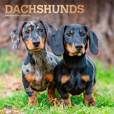 Browntrout Publishers 2026 Dachshunds Square Flap FOIL Calendar, 12 in. x 12 in.