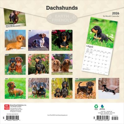 Image showing  2026 Dachshunds Square Flap FOIL Calendar, 12 in. x 12 in.