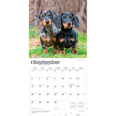 Image showing  2026 Dachshunds Square Flap FOIL Calendar, 12 in. x 12 in.