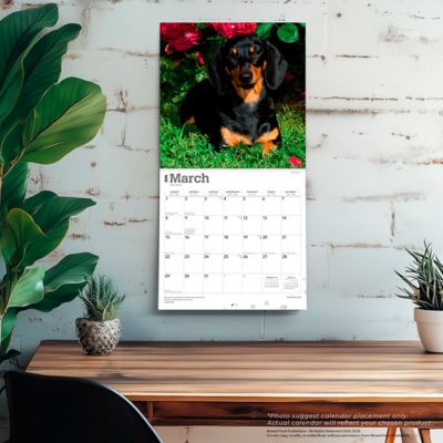 Image showing  2026 Dachshunds Square Flap FOIL Calendar, 12 in. x 12 in.