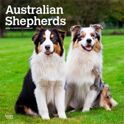 Browntrout Publishers 2026 Australian Shepherds Square Flap Calendar, 12 in. x 12 in.