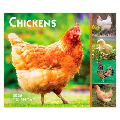 Browntrout Publishers 2026 Chickens Box Calendar, 6 in. x 5 in.
