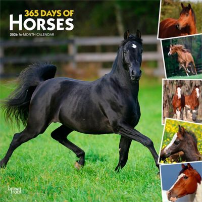 Browntrout Publishers 2026 Horses, 365 Days of, Square Flap Calendar, 12 in. x 12 in.