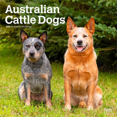 Browntrout Publishers 2026 Australian Cattle Dogs Square Flap Calendar, 12 in. x 12 in.