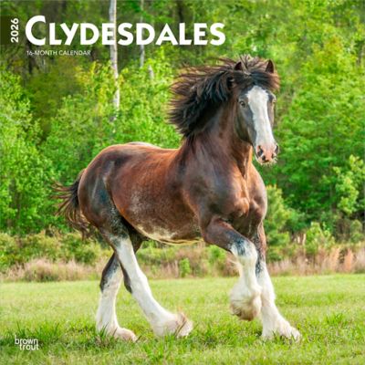 Browntrout Publishers 2026 Clydesdales Square Flap Calendar, 12 in. x 12 in.