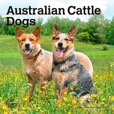 Browntrout Publishers 2026 Australian Cattle Dogs Mini Calendar, 7 in. x 7 in.