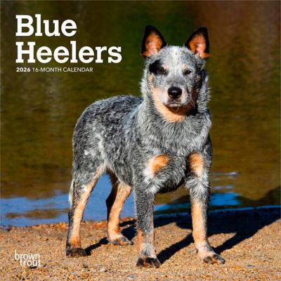 Browntrout Publishers 2026 Blue Heelers Mini Calendar, 7 in. x 7 in.