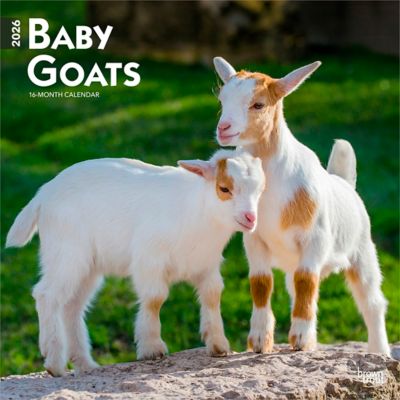 Browntrout Publishers 2026 Baby Goats Square Flap Calendar, 12 in. x 12 in.