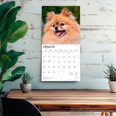 Image showing  Pomeranians 2026 Square Flap