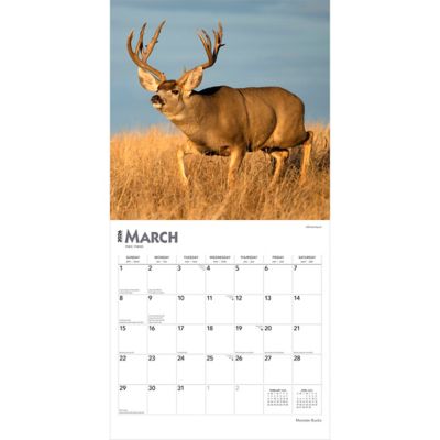 Image showing  Monster Bucks 2026 Square Flap
