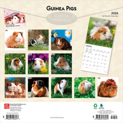 Image showing  Guinea Pigs 2026 Square Flap