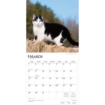 Image showing  Tuxedo Cats 2026 Square Flap