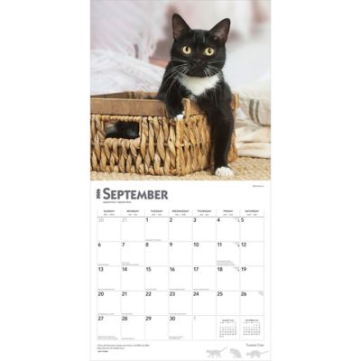 Image showing  Tuxedo Cats 2026 Square Flap
