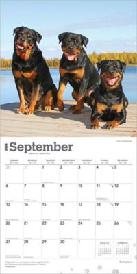 Image showing  Rottweilers 2026 Square Flap