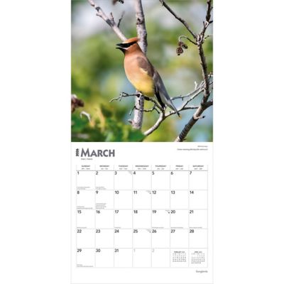 Image showing  Songbirds 2026 Square Flap FOIL