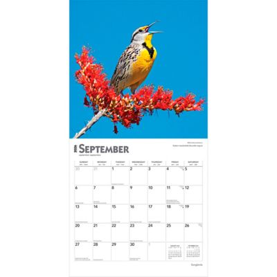 Image showing  Songbirds 2026 Square Flap FOIL