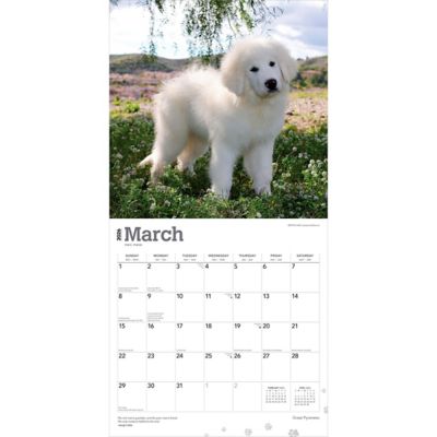 Image showing  Great Pyrenees 2026 Square Flap