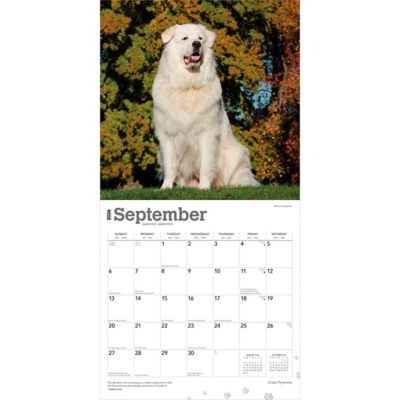 Image showing  Great Pyrenees 2026 Square Flap