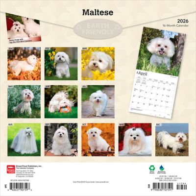 Image showing  Maltese 2026 Square Flap