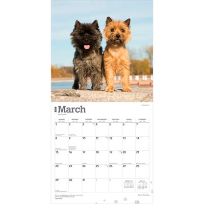 Image showing  Cairn Terriers 2026 Square Flap