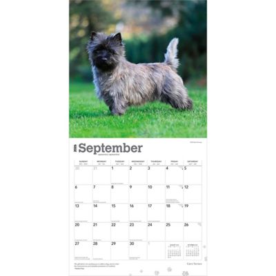 Image showing  Cairn Terriers 2026 Square Flap