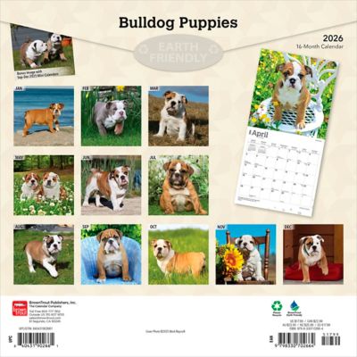 Image showing  Bulldog Puppies 2026 Square Flap