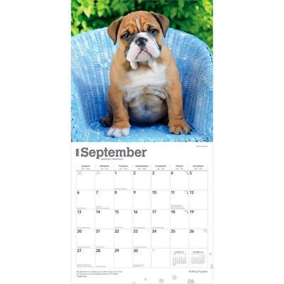 Image showing  Bulldog Puppies 2026 Square Flap