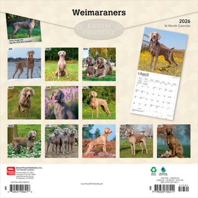 Image showing  Weimaraners 2026 Square Flap