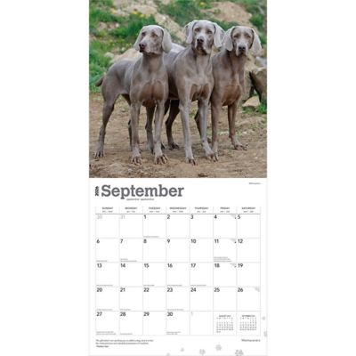 Image showing  Weimaraners 2026 Square Flap