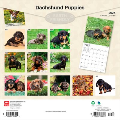 Image showing  Dachshund Puppies 2026 Square Flap