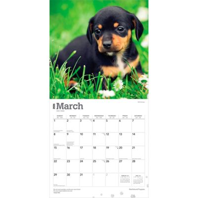 Image showing  Dachshund Puppies 2026 Square Flap