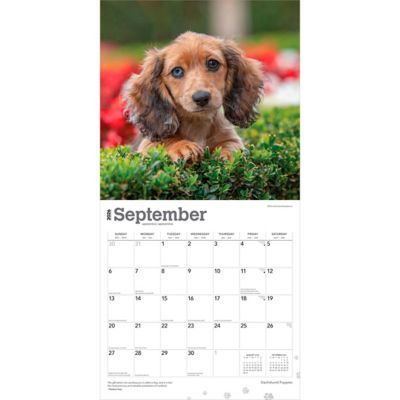 Image showing  Dachshund Puppies 2026 Square Flap