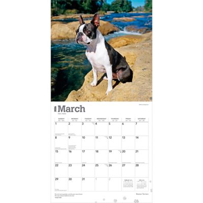Image showing  Boston Terriers 2026 Square Flap