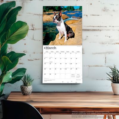 Image showing  Boston Terriers 2026 Square Flap