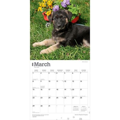 Image showing  German Shepherd Puppies 2026 Square Flap