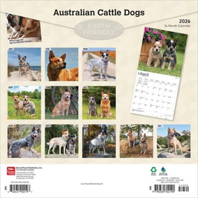 Image showing  Australian Cattle Dogs 2026 Square Flap