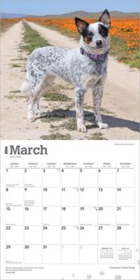 Image showing  Australian Cattle Dogs 2026 Square Flap