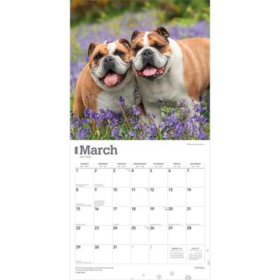 Image showing  Bulldogs 2026 Square Flap