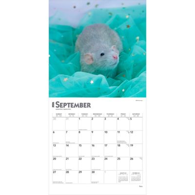 Image showing  Rats 2026 Square Flap