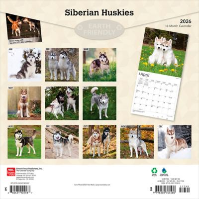 Image showing  Siberian Huskies 2026 Square Flap