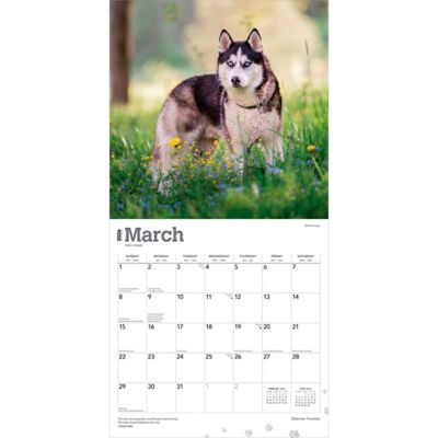 Image showing  Siberian Huskies 2026 Square Flap