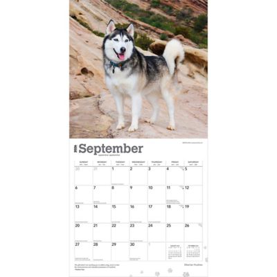 Image showing  Siberian Huskies 2026 Square Flap